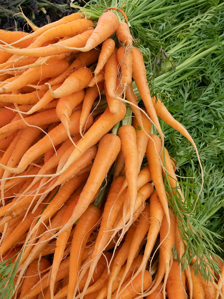 Still-life of young carrots.